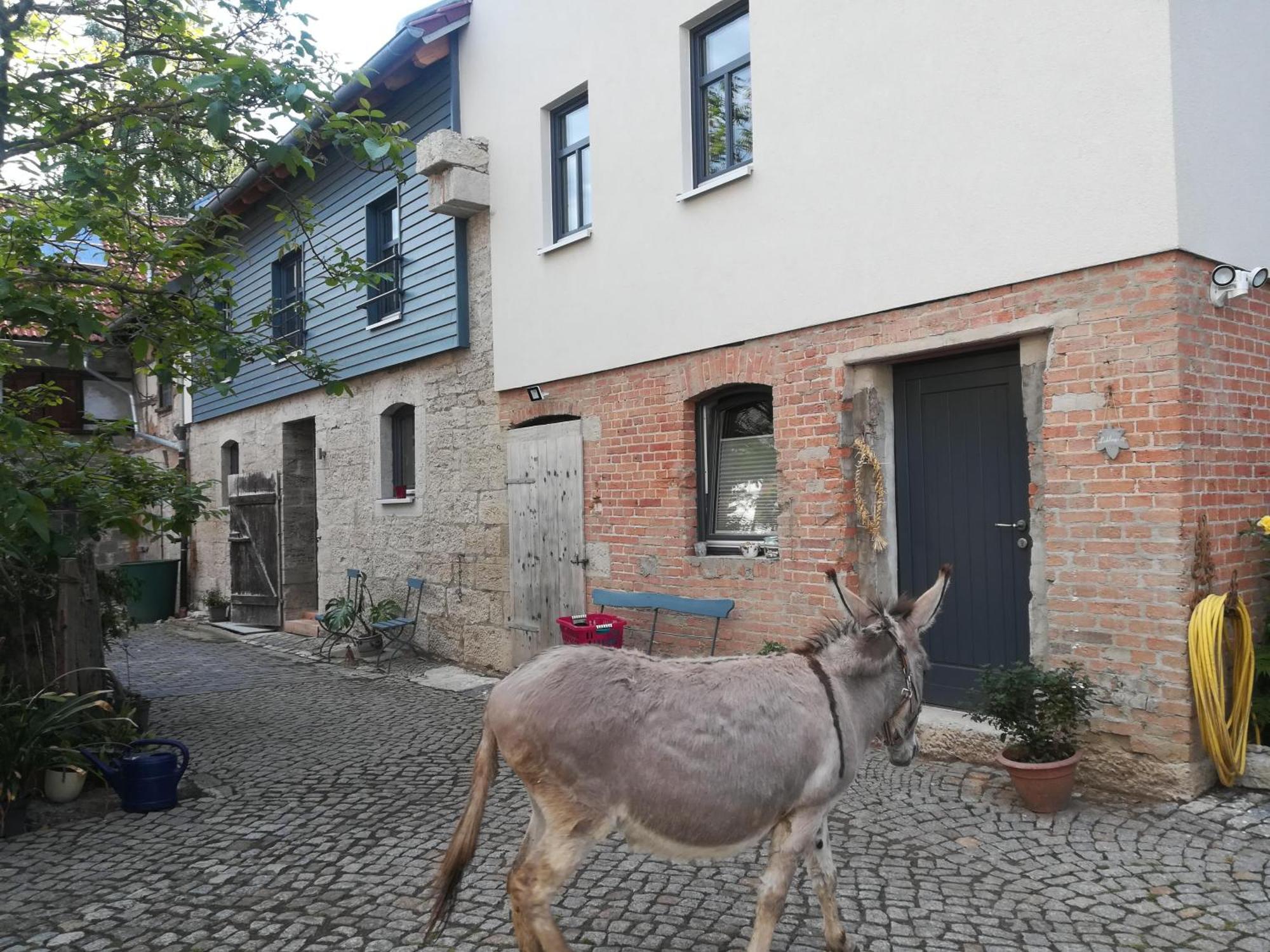 Ferienhof"Waldesel Rippersroda" Екстериор снимка