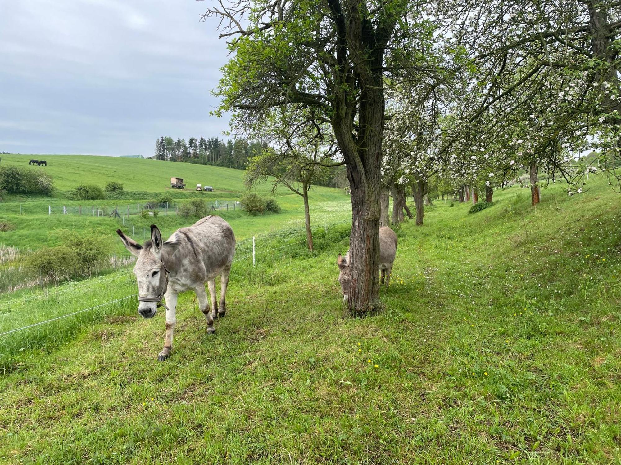 Ferienhof"Waldesel Rippersroda" Екстериор снимка